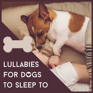 Lullabies for Dogs to Sleep to: Relaxing Music for Sleeping Problems, Anxiety Problems or Stress - Sleep Music System