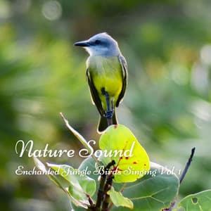 Nature Sound: Enchanted Jungle Birds Singing Vol. 1 - Relating Noises