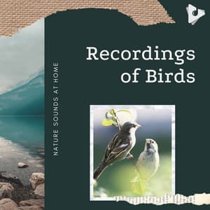 Recordings of Birds - Nature Sounds At Home
