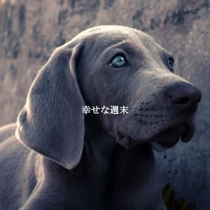 幸せな週末 - Cafe Jazz Relax