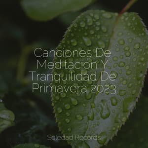 Canciones De Meditación Y Tranquilidad De Primavera 2023 - Ambiente
