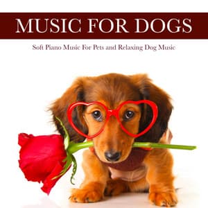 Music For Dogs: Soft Piano Music For Pets and Relaxing Dog Music - Dog Music
