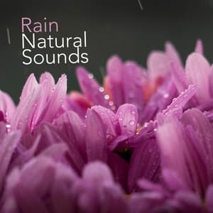 Rain: Natural Sounds - Natural Rain Sounds