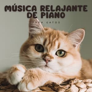 Música Relajante De Piano Para Gatos - Gato de piano