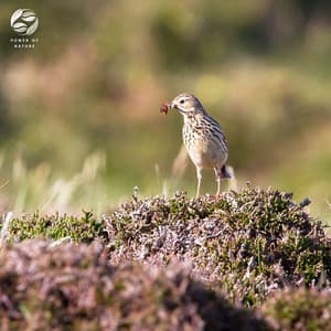 Chirping Harmony Of Birds And Insects In The Meadow - Mother Nature Ambience