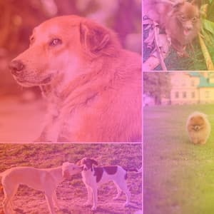 Music for Soothing Doggies - Dog Relax