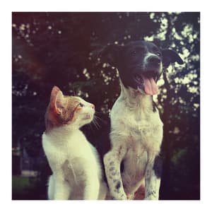 Friendship - Calm Music for Cats
