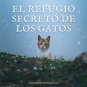 El Refugio Secreto De Los Gatos: Susurros Tranquilos - Sonidos de la selva amazónica