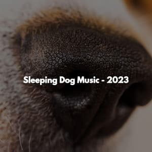 Sleeping Dog Music - 2023 - Jazz Cafe Bar Ambiance