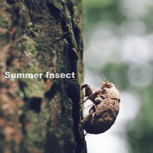 Summer Insect - Aqua Sound
