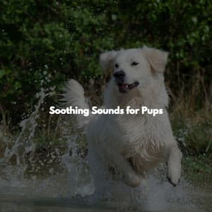 Soothing Sounds for Pups - Música de Trabajo