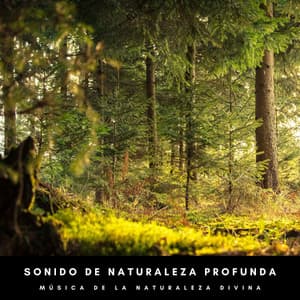 Sonido De Naturaleza Profunda: Música De La Naturaleza Divina - Naturaleza FX