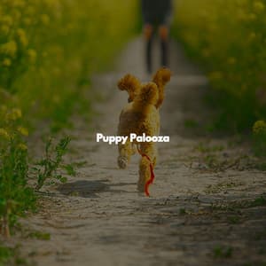 Puppy Palooza - Bossa Lounge Deluxe