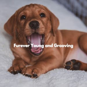 Furever Young and Grooving - Doggy Relaxing Sounds