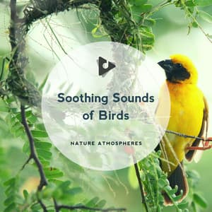 Soothing Sounds of Birds - Nature Atmospheres