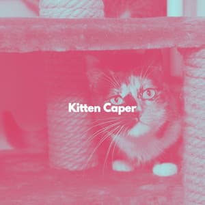 Kitten Caper - Cat Music Hour
