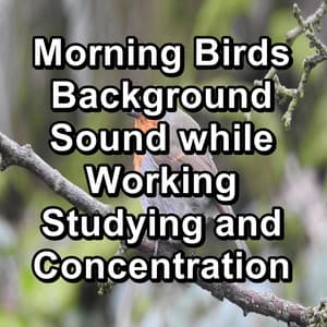 Morning Birds Background Sound while Working Studying and Concentration - Nature And Bird Sounds