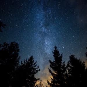 Flourishing Haven - Arctic Comfort