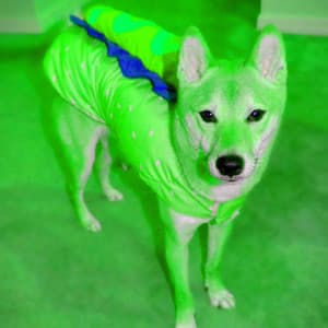 Fashionable Bgm for Calming Pooches - Dog Music