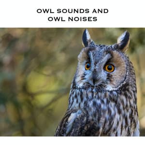 Owl Sounds and Owl Noises - White Noise Radiance