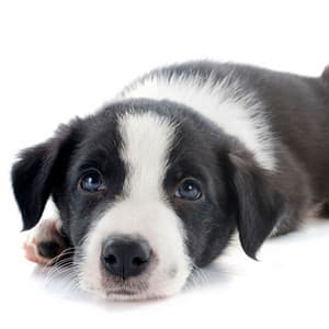 Barking Bliss: Relaxed Dog Ambient Soundscape - Happy Sunday Morning Music