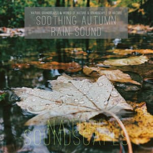 Soothing Autumn Rain Sound - Nature Soundscapes