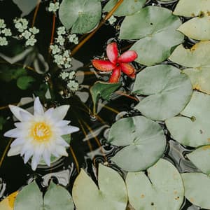 Yoga Bali - Positive Music