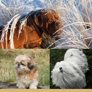 Music for Cutest Dogs - Cultivated Chill Out - Dog Music Library