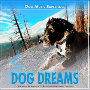 Dog Dreams: Calm Nature Moments for Pet Relaxation and All Night Dog Sleep - Dog Music Experience