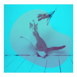 Comforting - Cats - Calming Cat Music