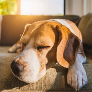 Melodías Suaves Para Perros: Capas Lofi Relajantes - Río armonía