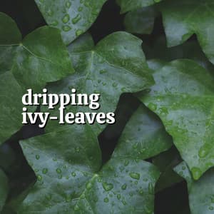 Dripping Ivy-leaves - Rain Drops for Sleep