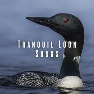 Tranquil Loon Songs - Forest Sounds