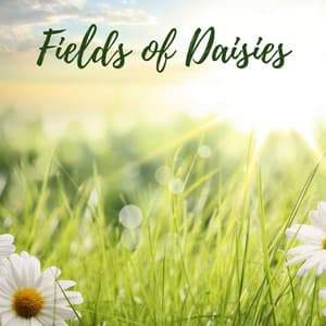 Fields of Daisies - Ocean Sounds ACE