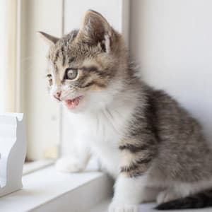 Soothing Sleep Music for Cats - Music For Working Hard