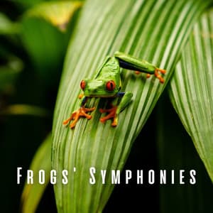 Frogs' Symphonies - Ambient Forest