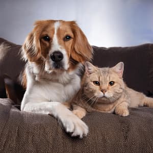 Compañeros En Paz: Música Para Mascotas - Ballenas sónicas