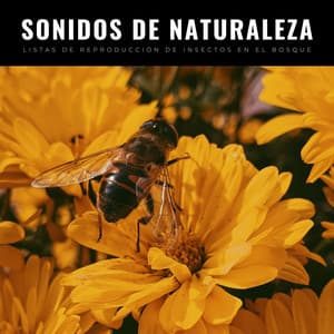 Sonidos De Naturaleza: Listas De Reproducción De Insectos En El Bosque - Sonidos de la Naturaleza Ruido