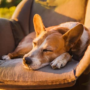 Lofi Para Perros: Melodías Armónicas Relajantes - Música fácil de escuchar el domingo por la mañana