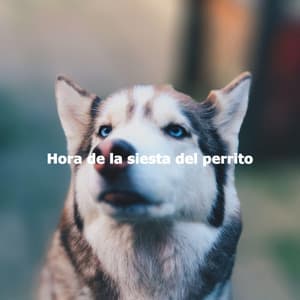 Hora de la siesta del perrito - Musik zum Lesen