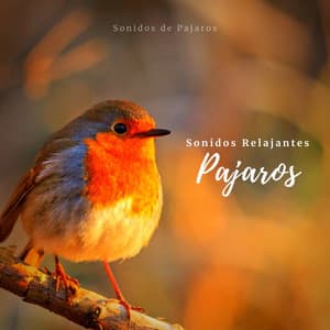 Sonidos Relajantes: Pajaros - Sonidos De Pajaros