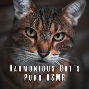 Harmonious Cat's Purr ASMR - Happy Afternoon Music
