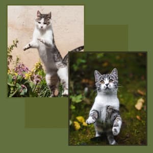 Serene Ambiance for Afternoon Cats - Relaxing Music for Cats