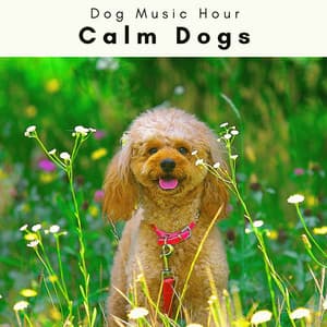 4 Paws: Calm Dogs - Dog Music Hour