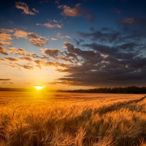 Melodías Lofi Para La Relajación Y La Paz - Tranquilo Sereno