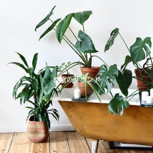 温室のサウンド - Weekend Jazz Chill