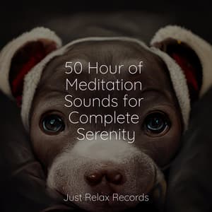 50 Hour of Meditation Sounds for Complete Serenity - Bird Sounds