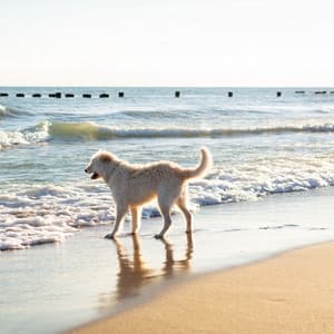 Ocean Pawprints Ambient Tunes for Balanced Dog Energy - Home Alone Dog Music