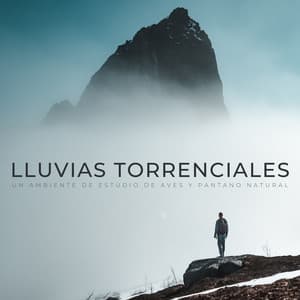 Lluvias Torrenciales: Un Ambiente De Estudio De Aves Y Pantano Natural - Academia de sonido de lluvia curativa