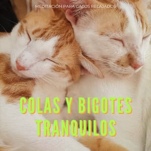 Colas Y Bigotes Tranquilos: Meditación Para Gatos Relajados - Sanador de almas